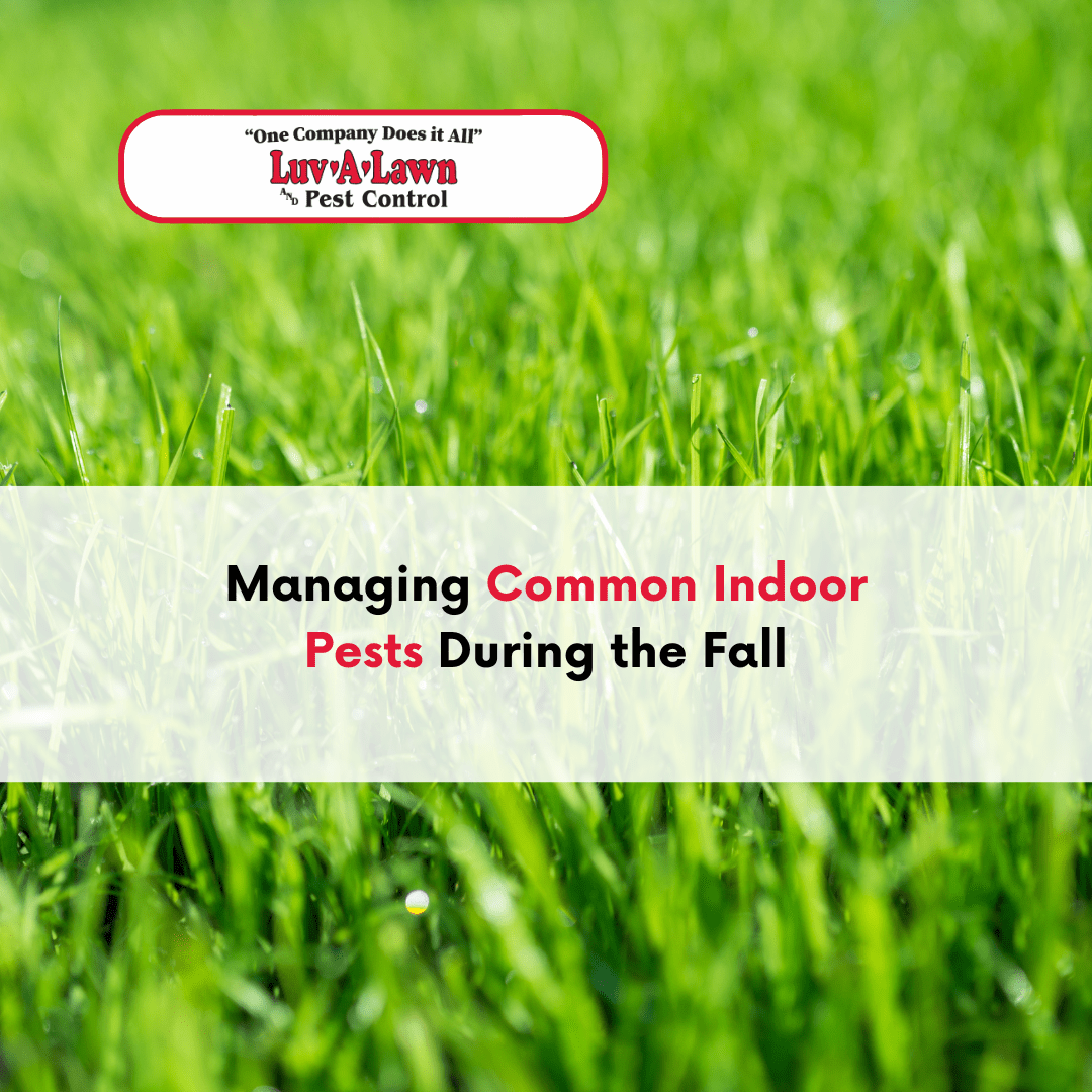 Managing Common Indoor Pests During the Fall Luv A Lawn