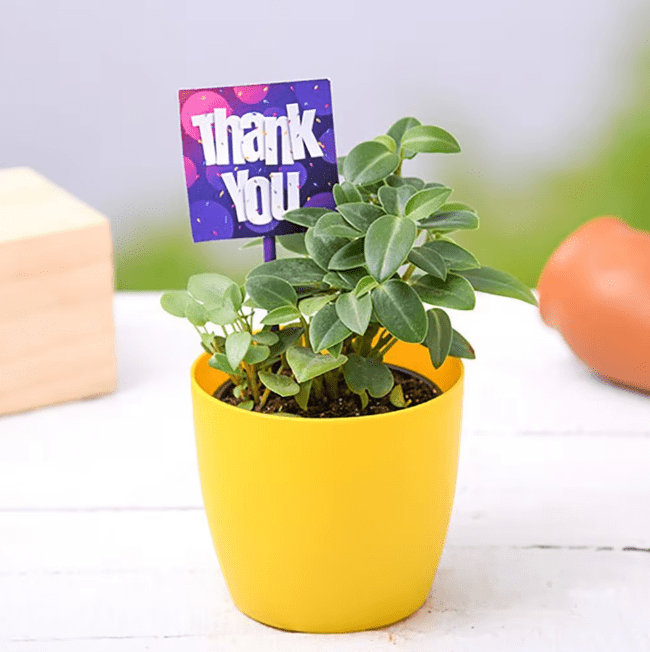 Say Thank You With Peperomia Luv Flower & Cake