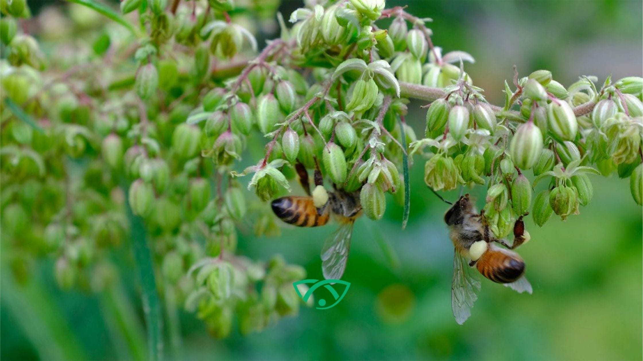 Could Hemp Help Save The Bees? Luvive, Premium CBD Products