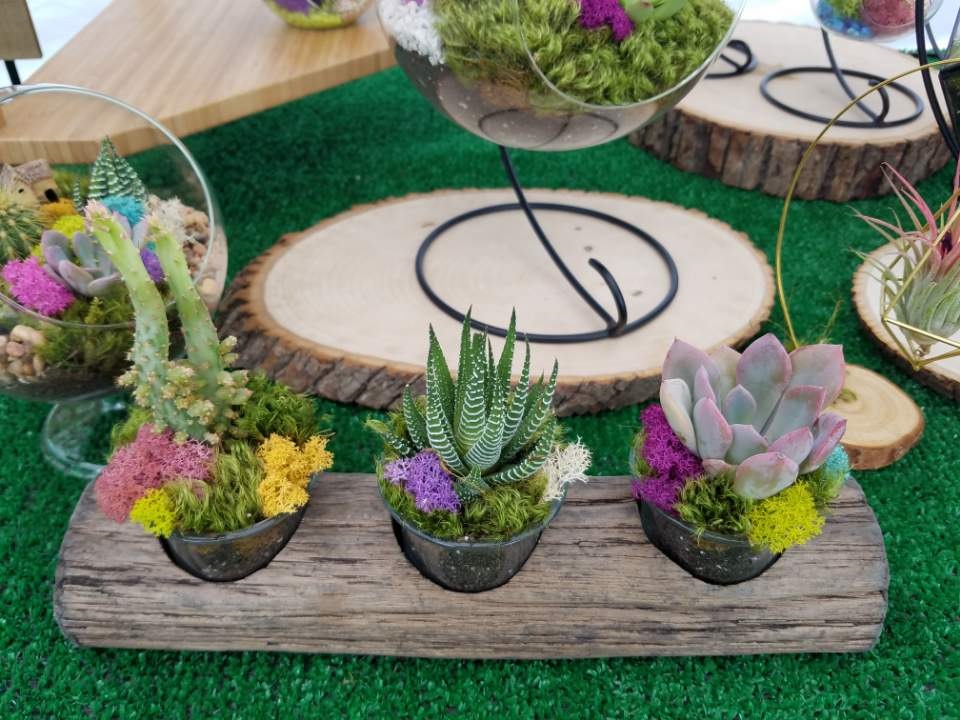 Onsemiro Art and Craft Terrarium Art