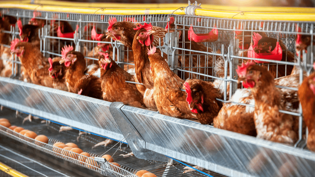 Chicken Color Calculator Predict Your Flock's Egg Hues