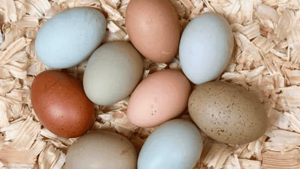 Chicken Color Calculator Predict Your Flock's Egg Hues