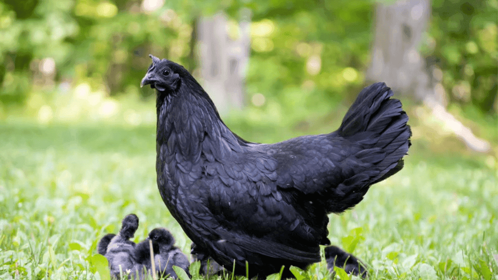 Chicken Color Calculator Predict Your Flock's Egg Hues