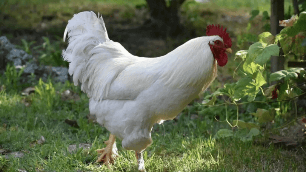 Chicken Color Calculator Predict Your Flock's Egg Hues