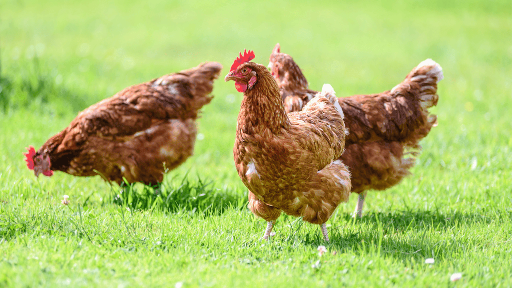 Chicken Color Calculator Predict Your Hen's