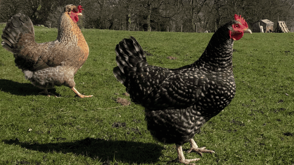 Chicken Color Calculator Predict Your Hen's
