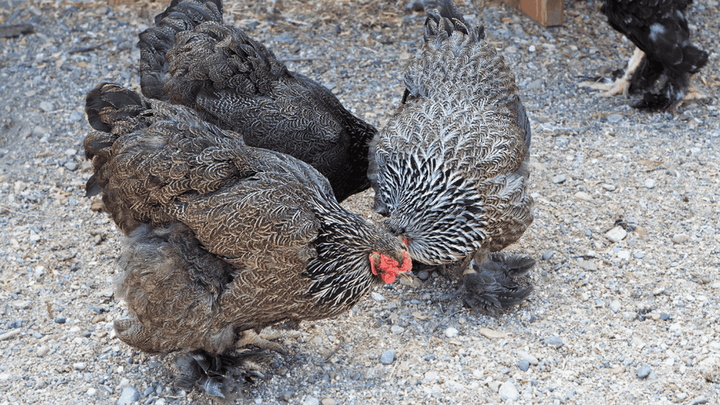 Chicken Color Calculator Predict Your Hen's