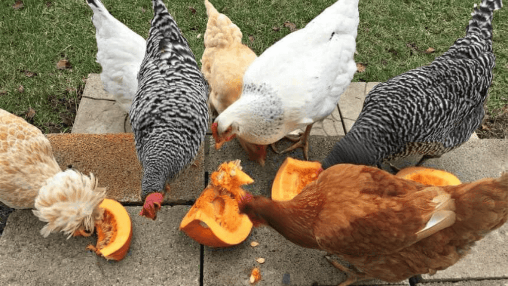 Chicken Color Calculator Predict Your Hen's