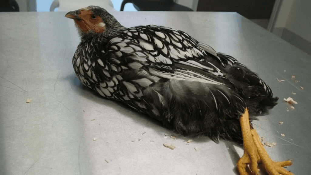 Chicken Color Calculator Predict Your Hen's