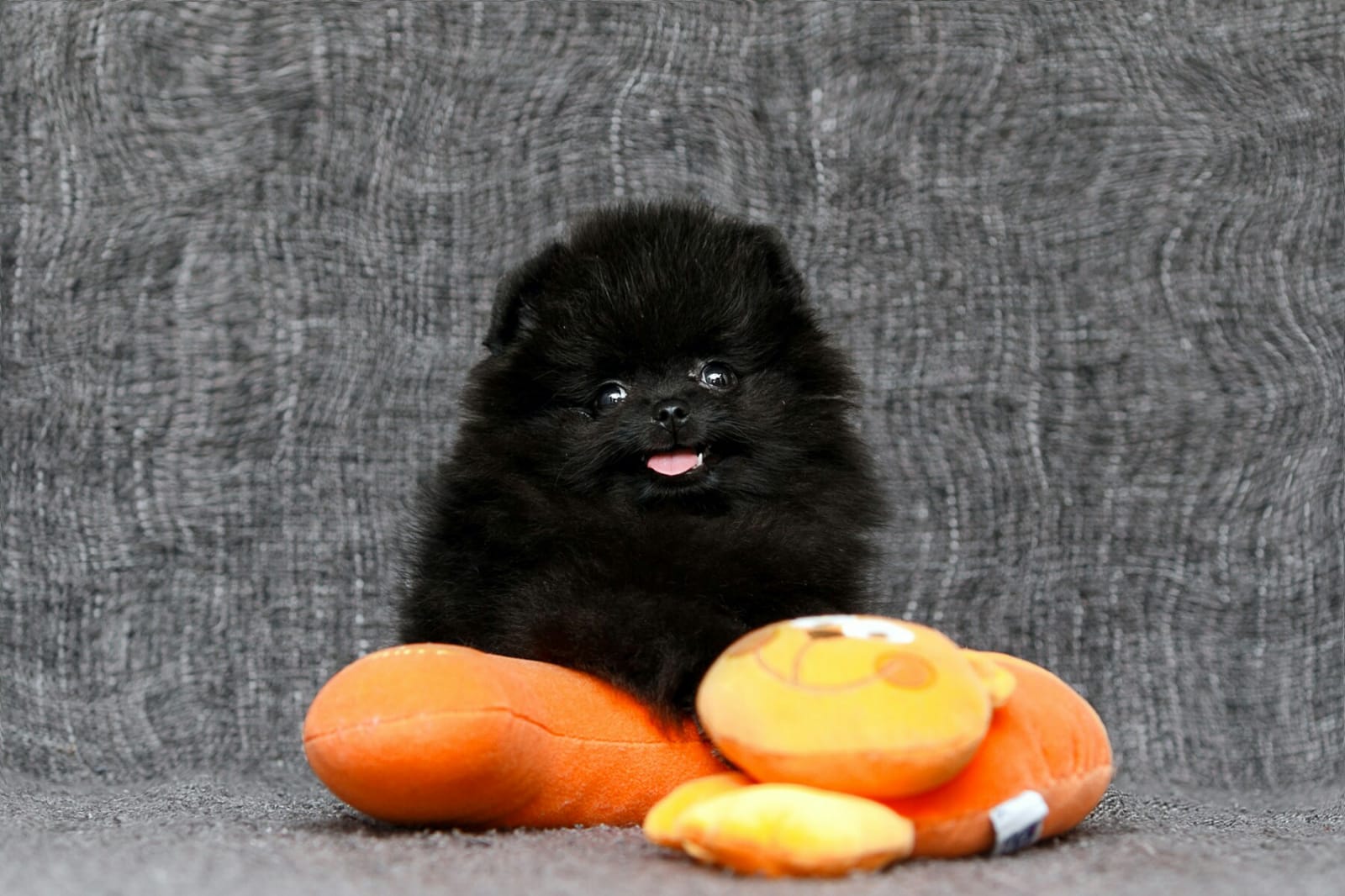 LuXpomm Black Pom Weibchen Zwergspitz Pomeranian mit Ahnentafel