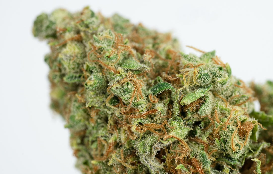 Lemon G Strain Review! Grown by Aurum Farms • Lux Pot Shop