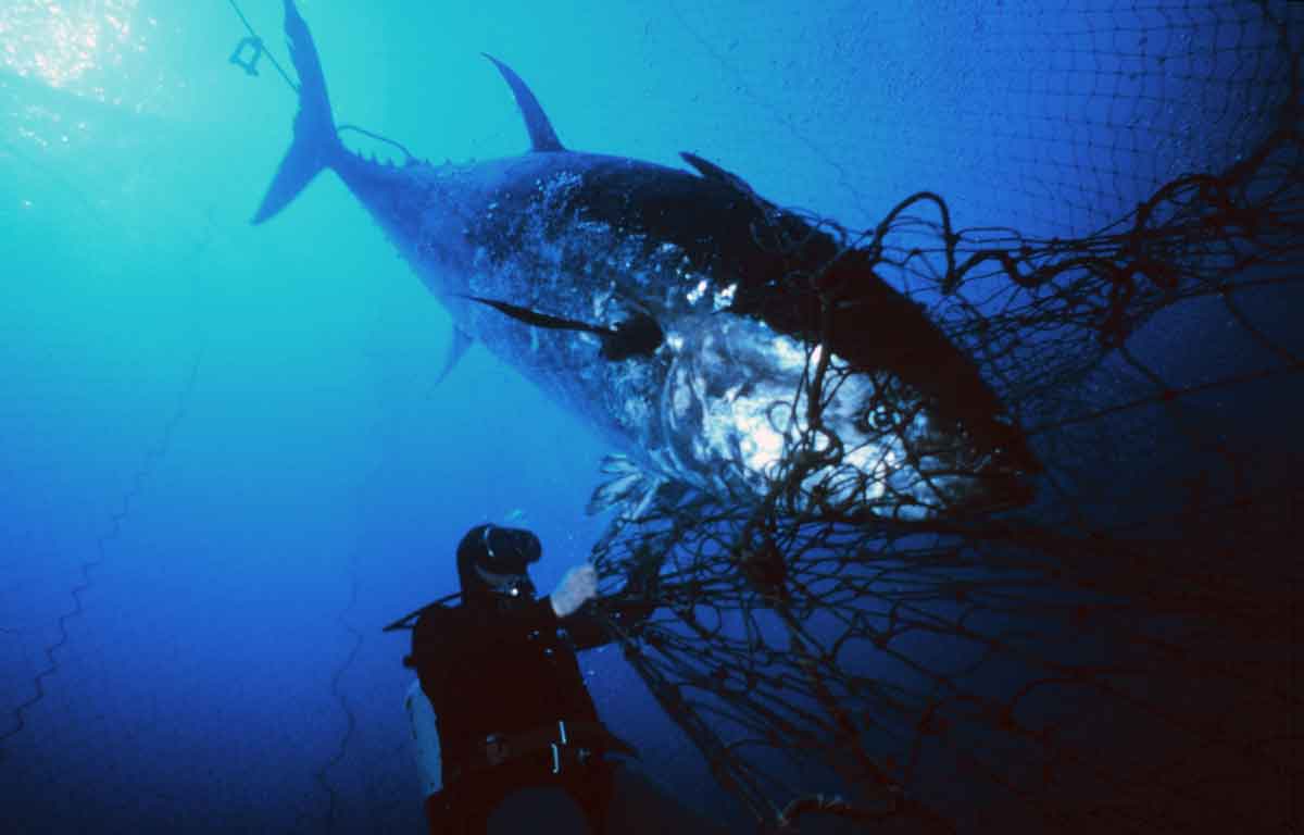 LUXTIONARY Atlantic Bluefin Tuna A 3 Million Dollar Fish