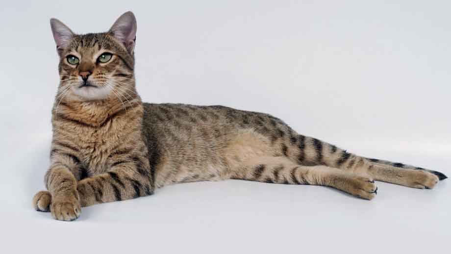 Top 10 Most Expensive Cat Breeds In The World