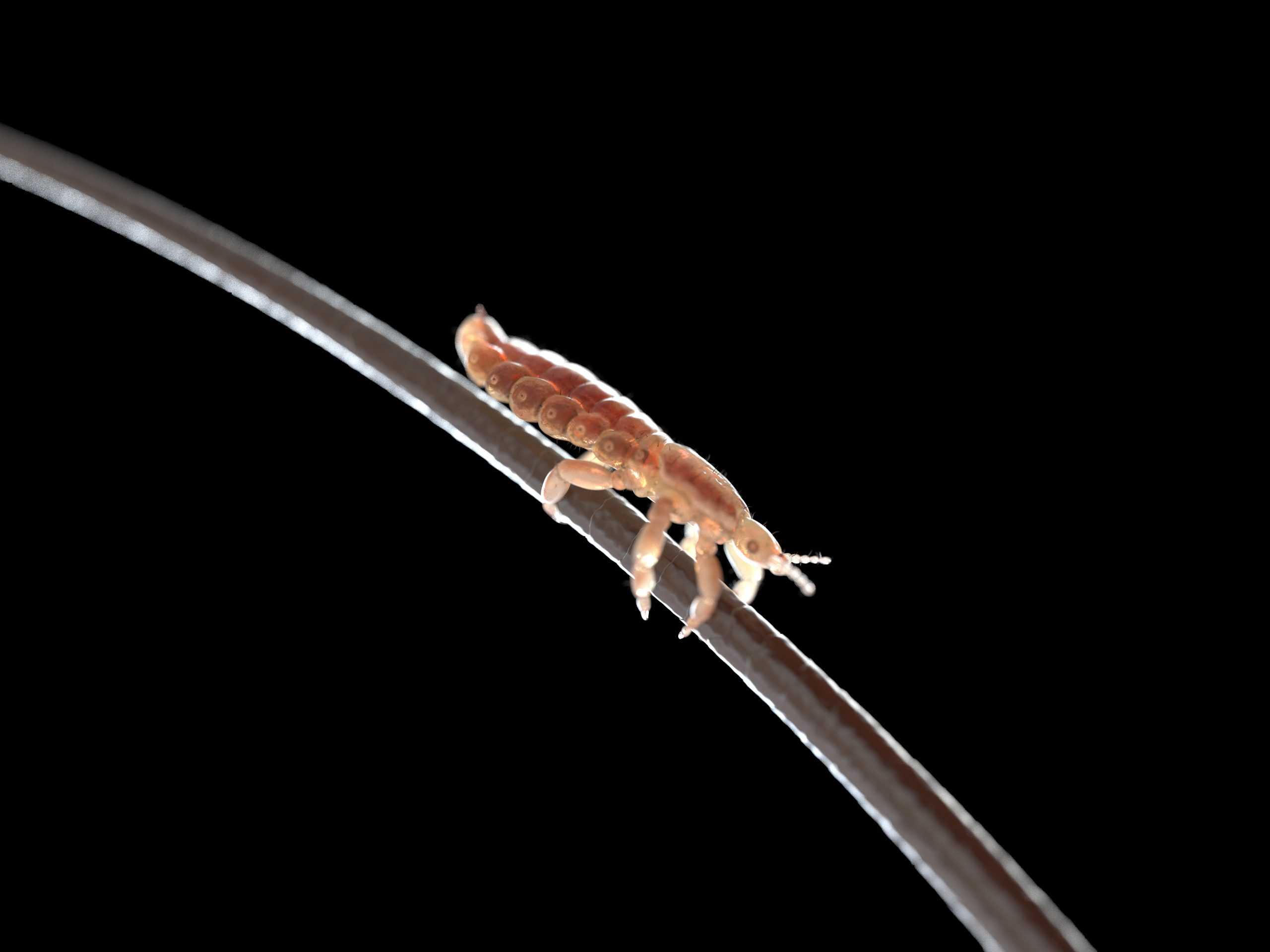 How Long Can Lice Live On Pillow at Denise Atencio blog