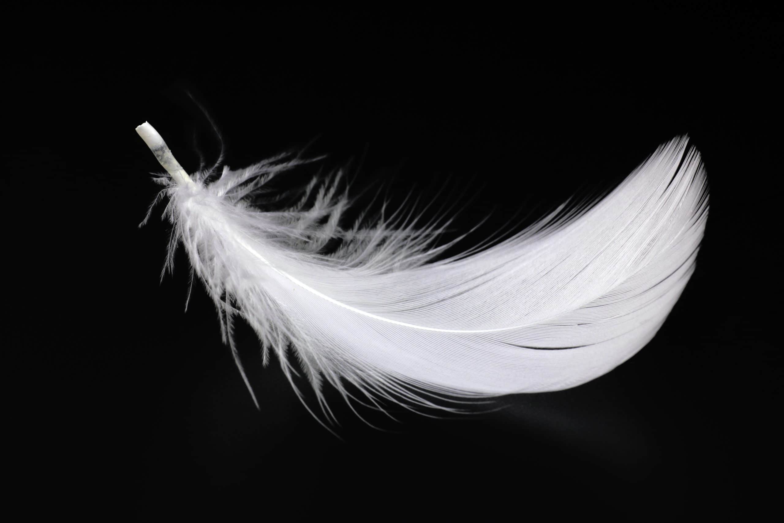 Differences Between Down and Feather Pillows Luxura