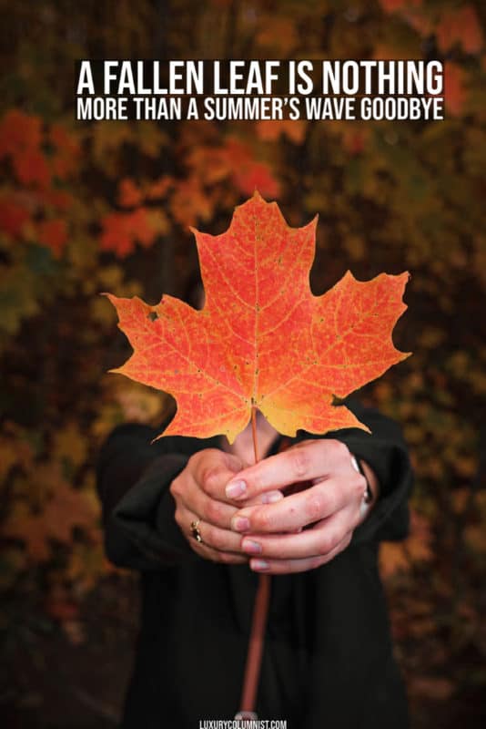 85+ Inspirational Fall Quotes Short, Happy And Funny Autumn Sayings