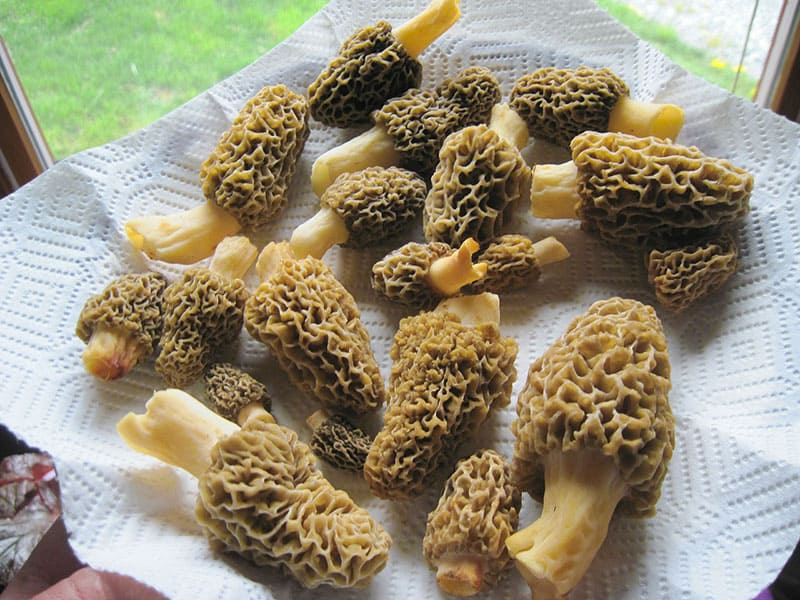 Top 14 Most Expensive Mushrooms In The World In 2024