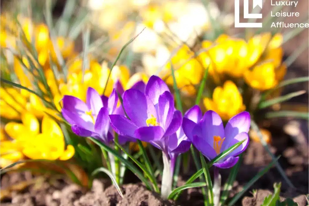 8 Most Beautifully Expensive Flowers in the World Luxury Leisure