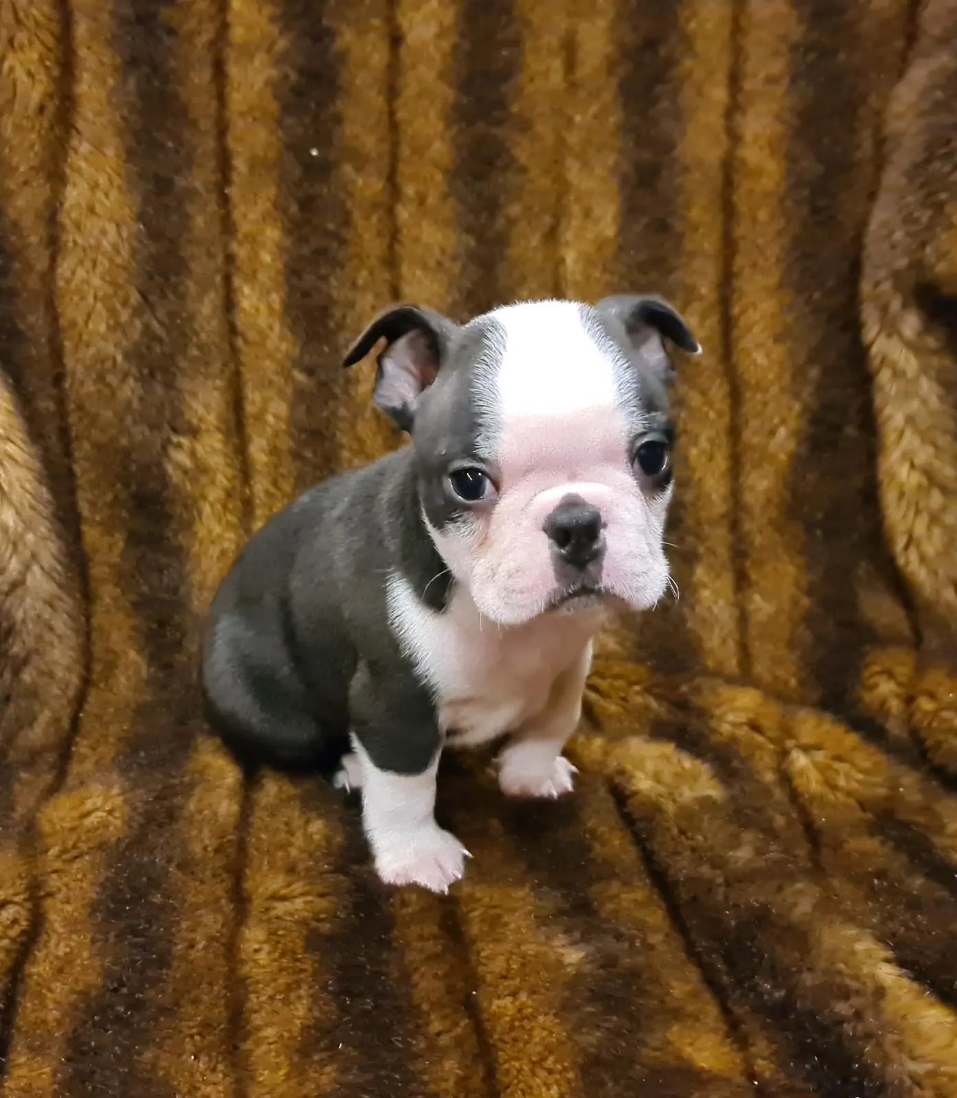 Comprar Cachorro Boston Terrier en Adopción