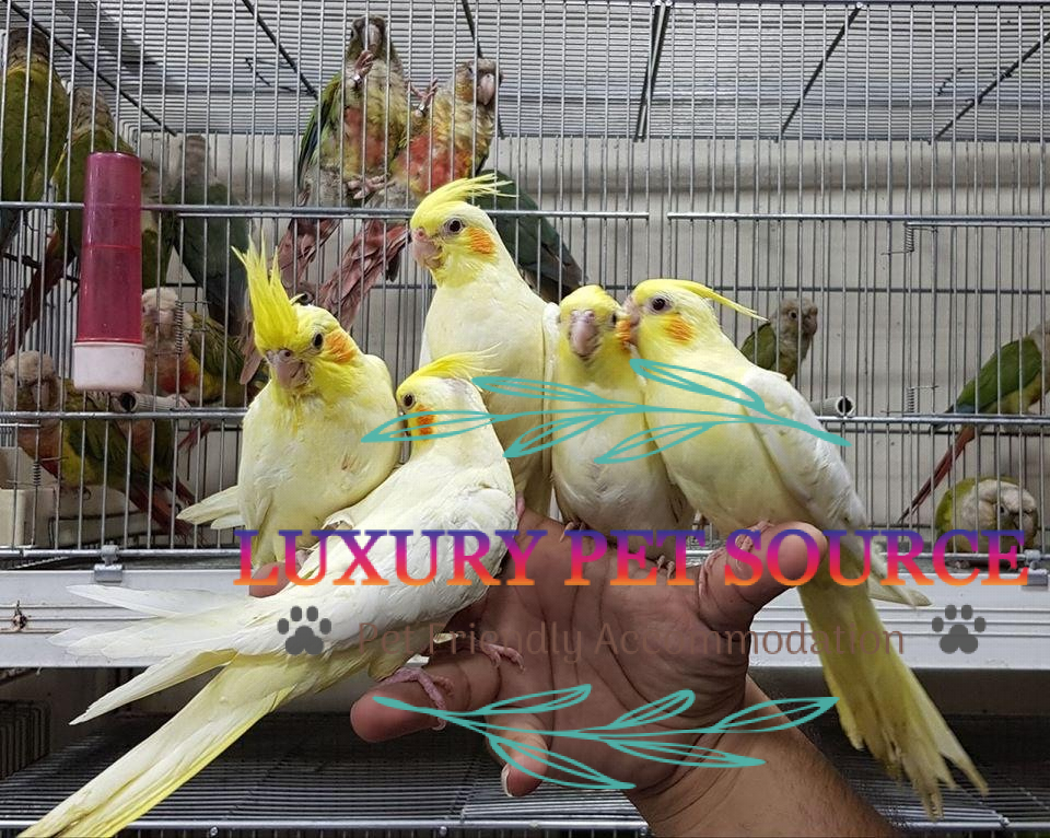 Cockatiel parrot for sale Luxury Pet Source Buy parrots online