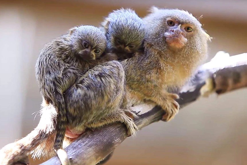 Marmoset Monkey for sale Luxury Pet Source Monkey Breeders