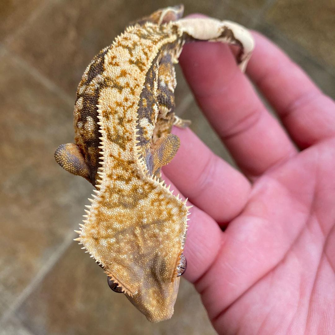 Harlequin Crested Gecko for sale Luxury Pet Source