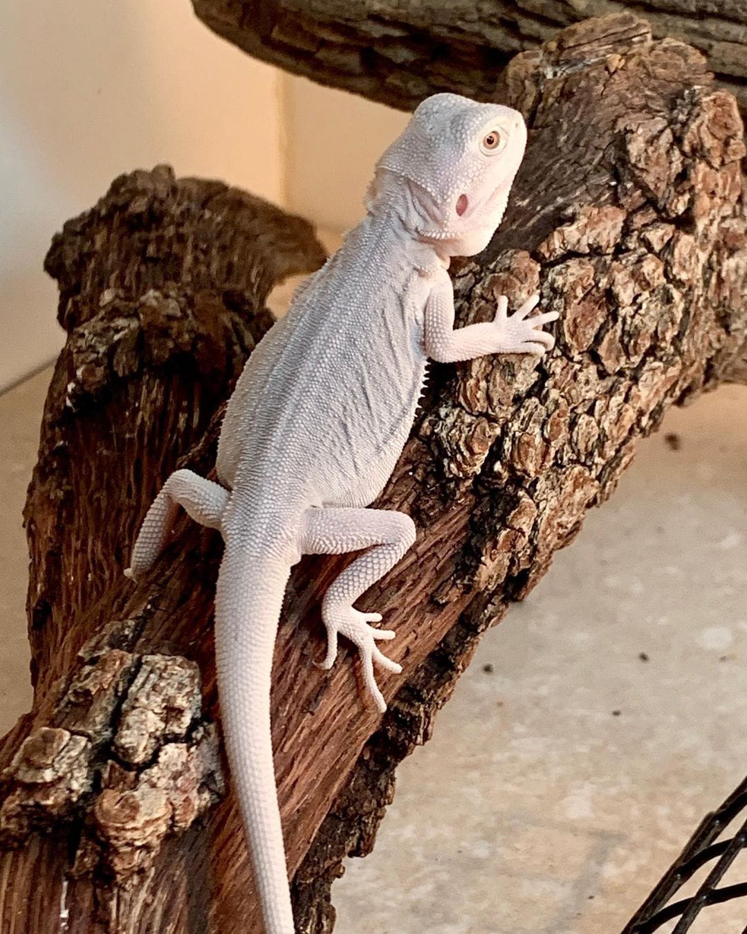 Hypo bearded dragon for sale Luxury Pet Source worldwide