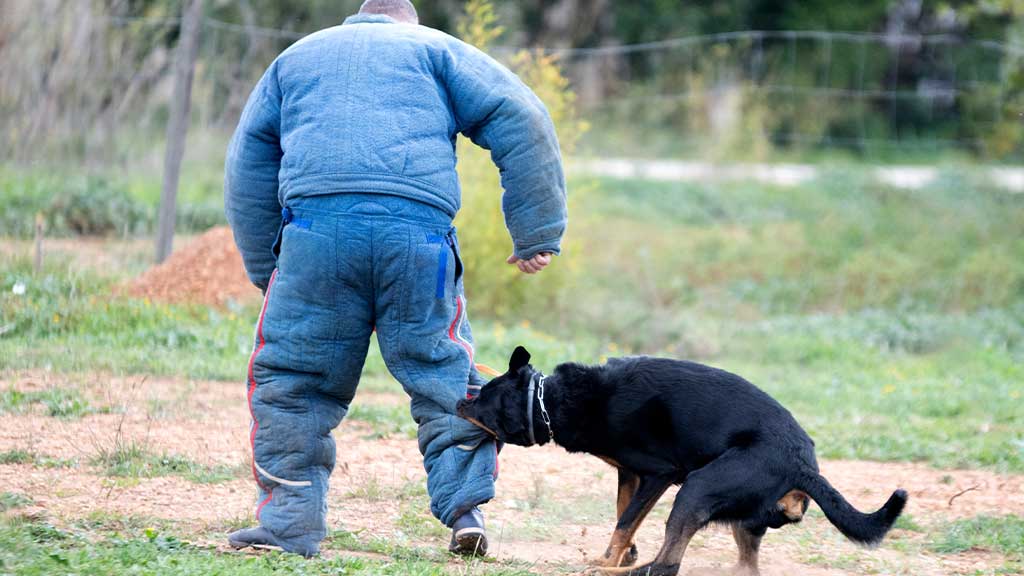 Are Landlords Responsible For Dog Bites