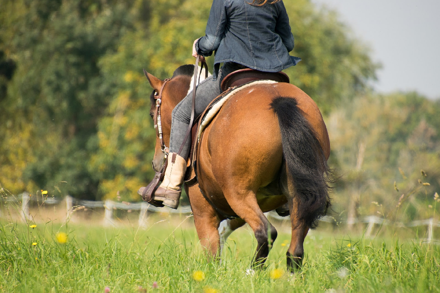 8 Pieces of Equestrian Equipment You Need Luxury Stnd