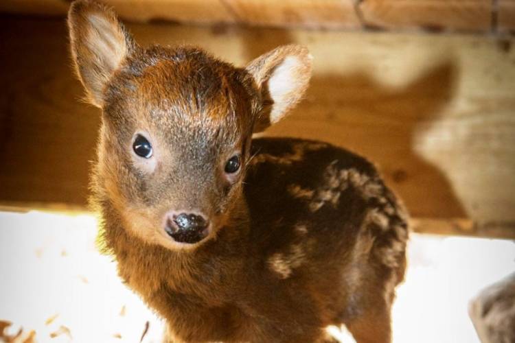 Top 10 CUTEST Animals EVER You Have To Pet