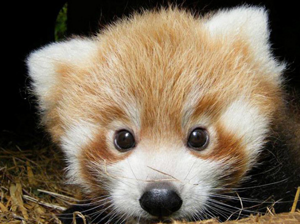 Top 10 Cutest Animals Ever Page 10 of 10 Luxxory