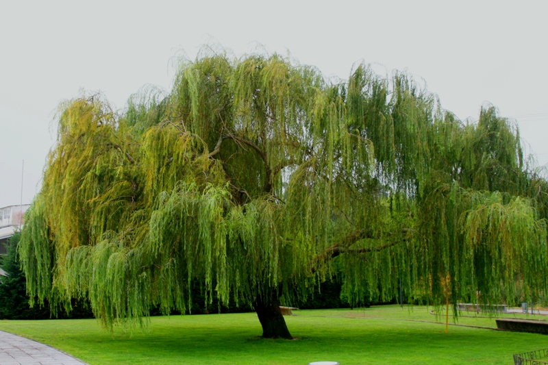 Sauce llorón, árbol sagrado celta Luz Arcoiris