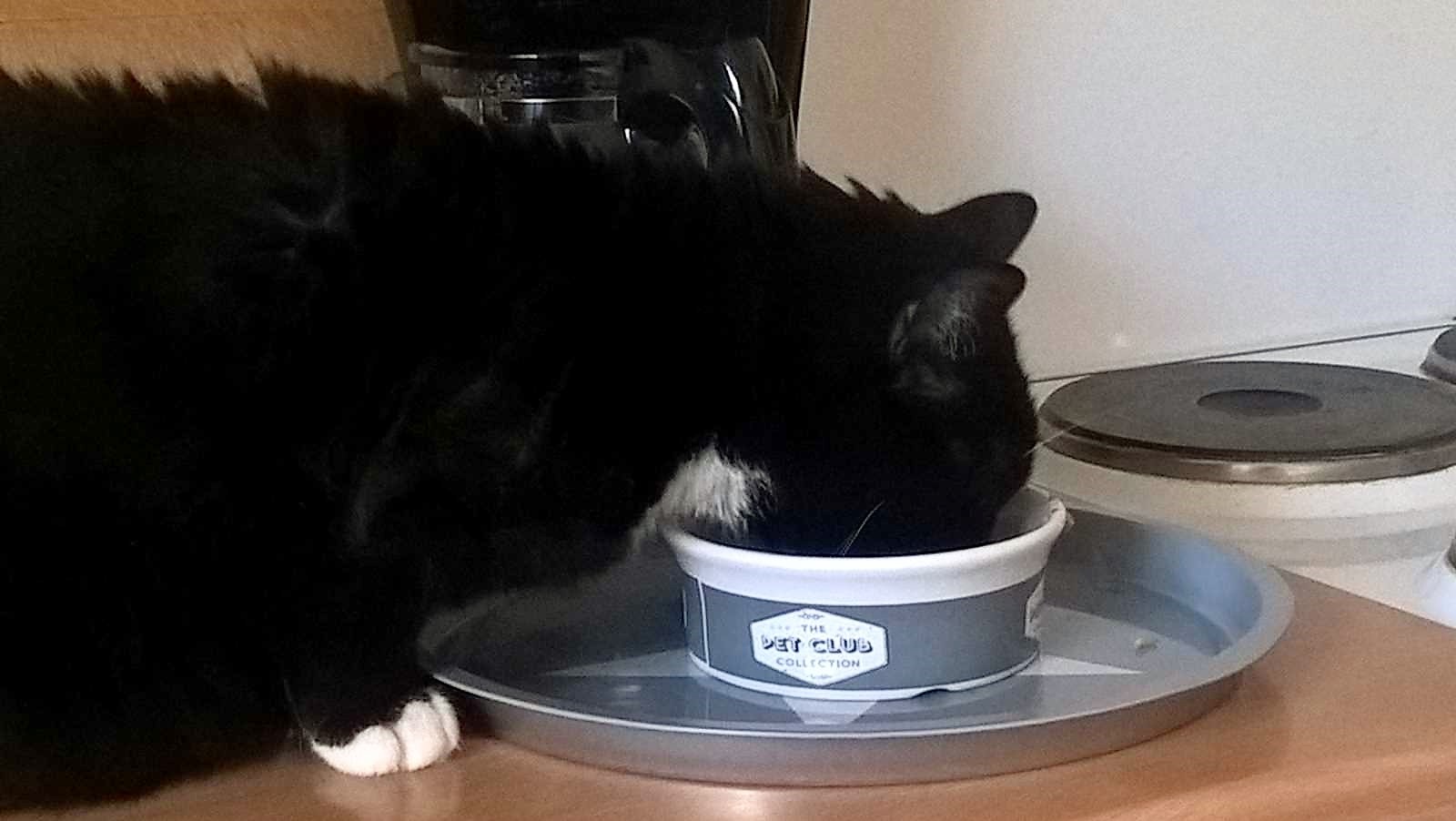 Katzenfutter Test 2020 Die Preiswerten sind die Guten Luzis Revier