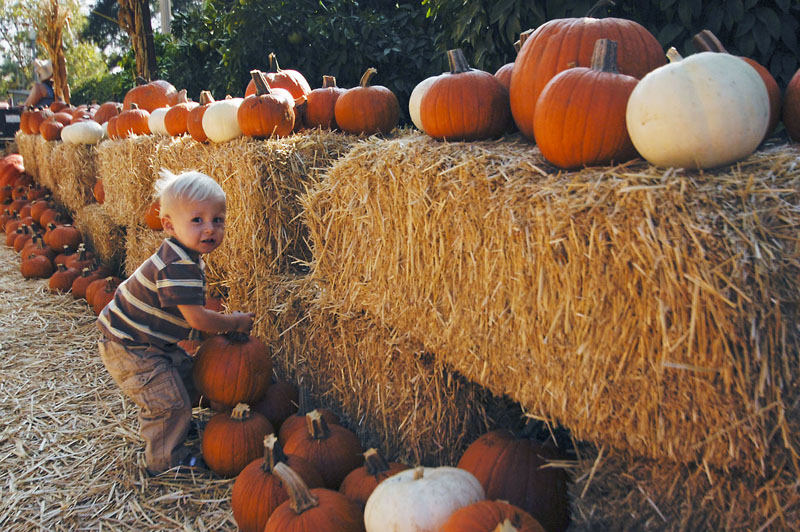 Pumpkin patch features petting zoo, family fun Campus Times