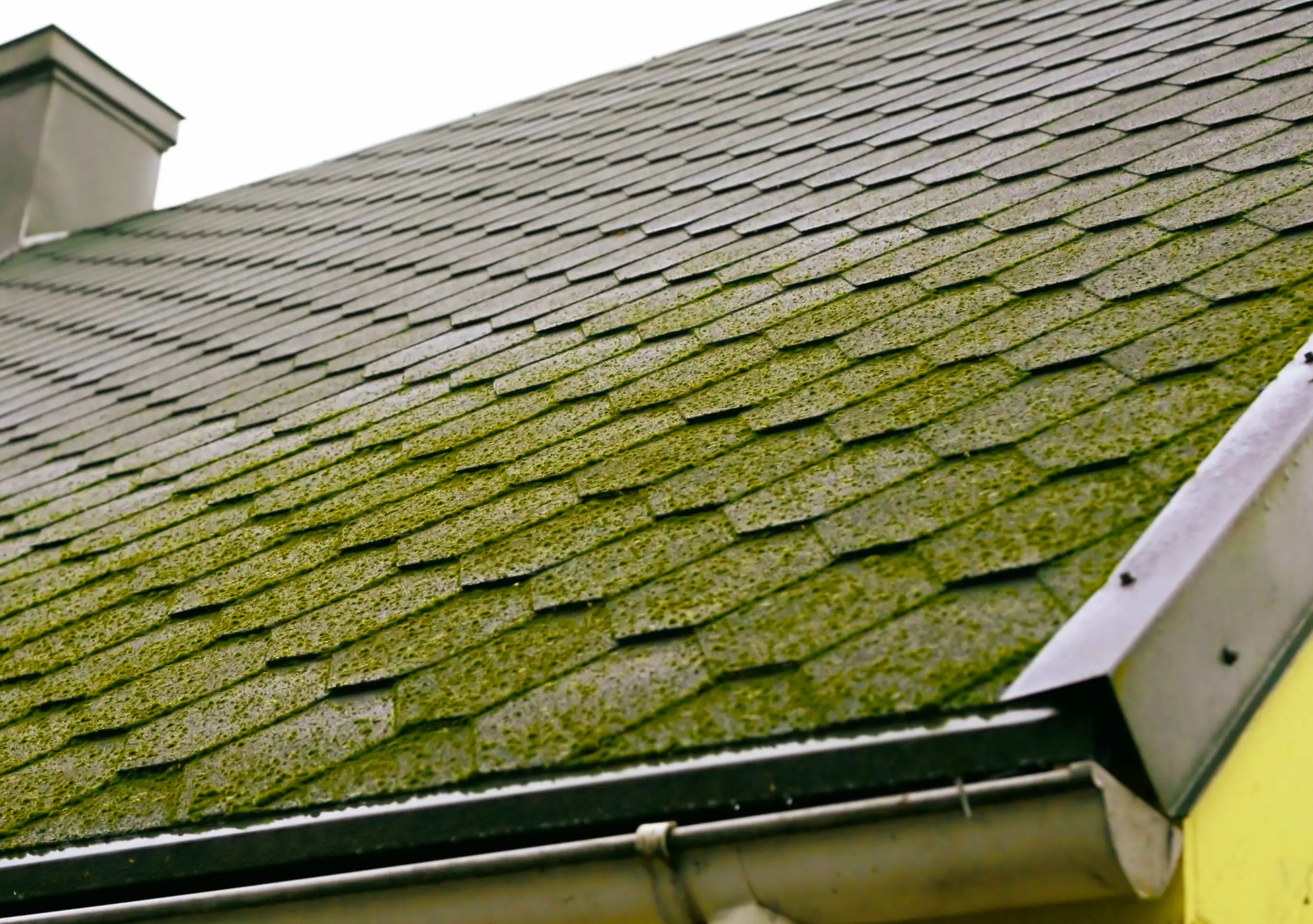 How To Prevent Moss On Your Roof Longview Contracting