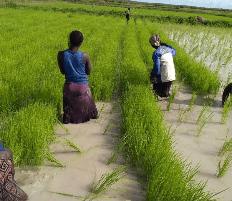 Donne Nell'agricoltura Di Mangrovie In Guinea-Bissau – L'esperienza Di "Ianda Arrus" - Lvia 684_x_788_png