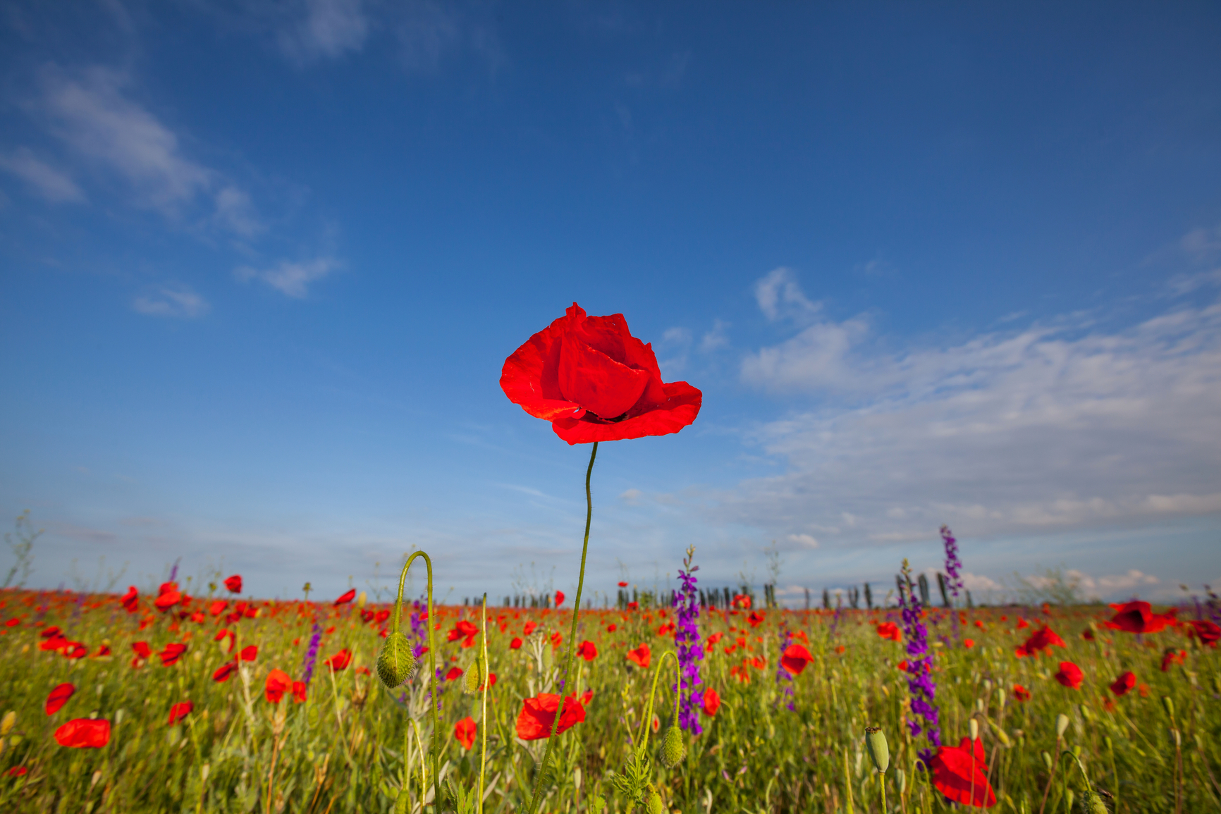 Entrepreneurial Mindset ‘Tall Poppy Syndrome’ And The Challenge To