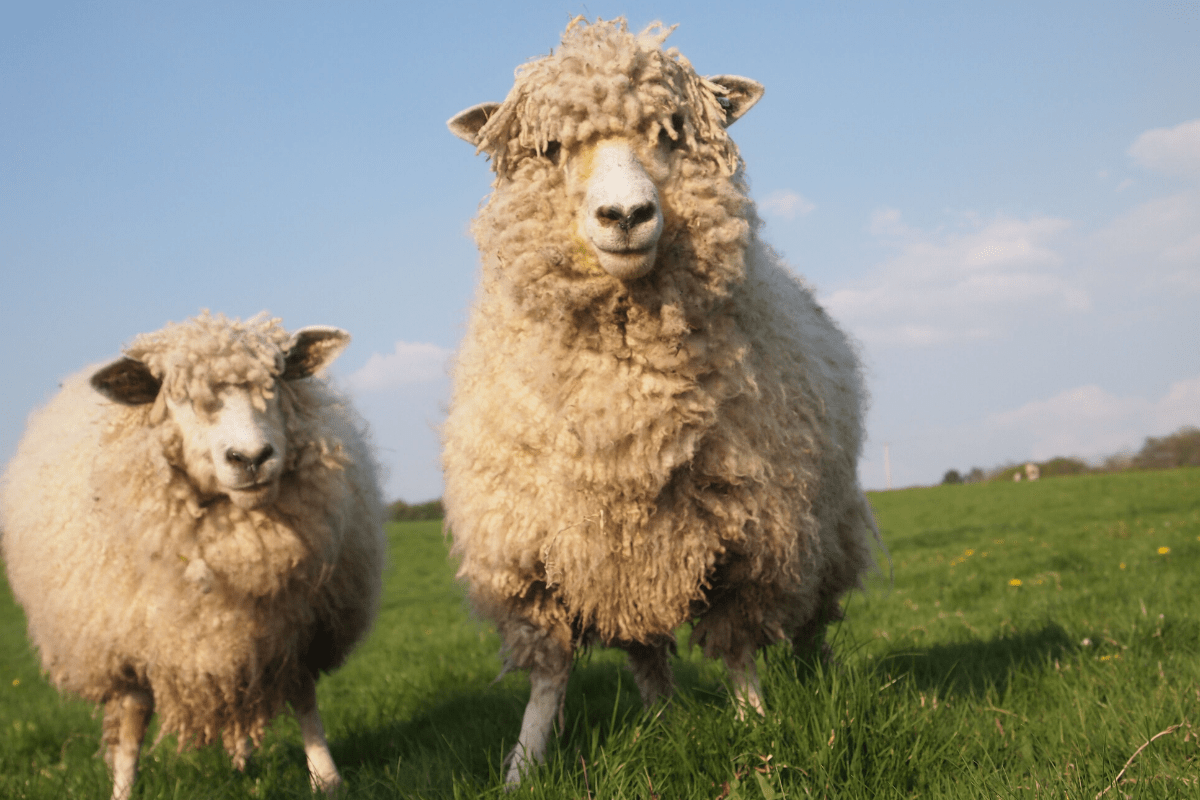 Cotswold Loudoun Valley Sheep Producers