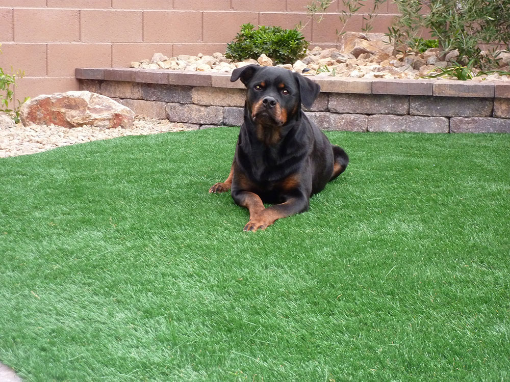 Artificial Grass, Synthetic Grass, Fake Grass Lawns Las Vegas