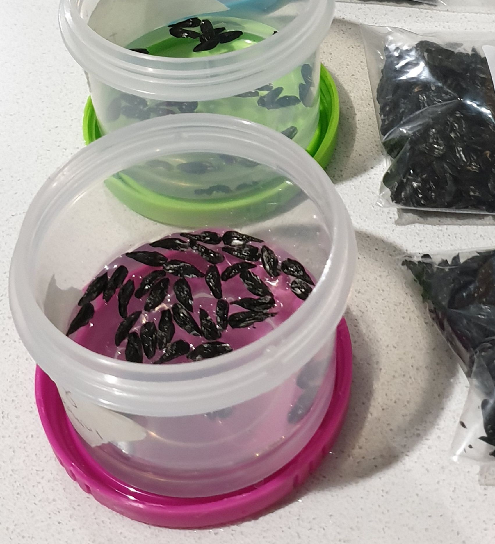 ARTICLE / Proven Tips For Growing Harakeke From Seed