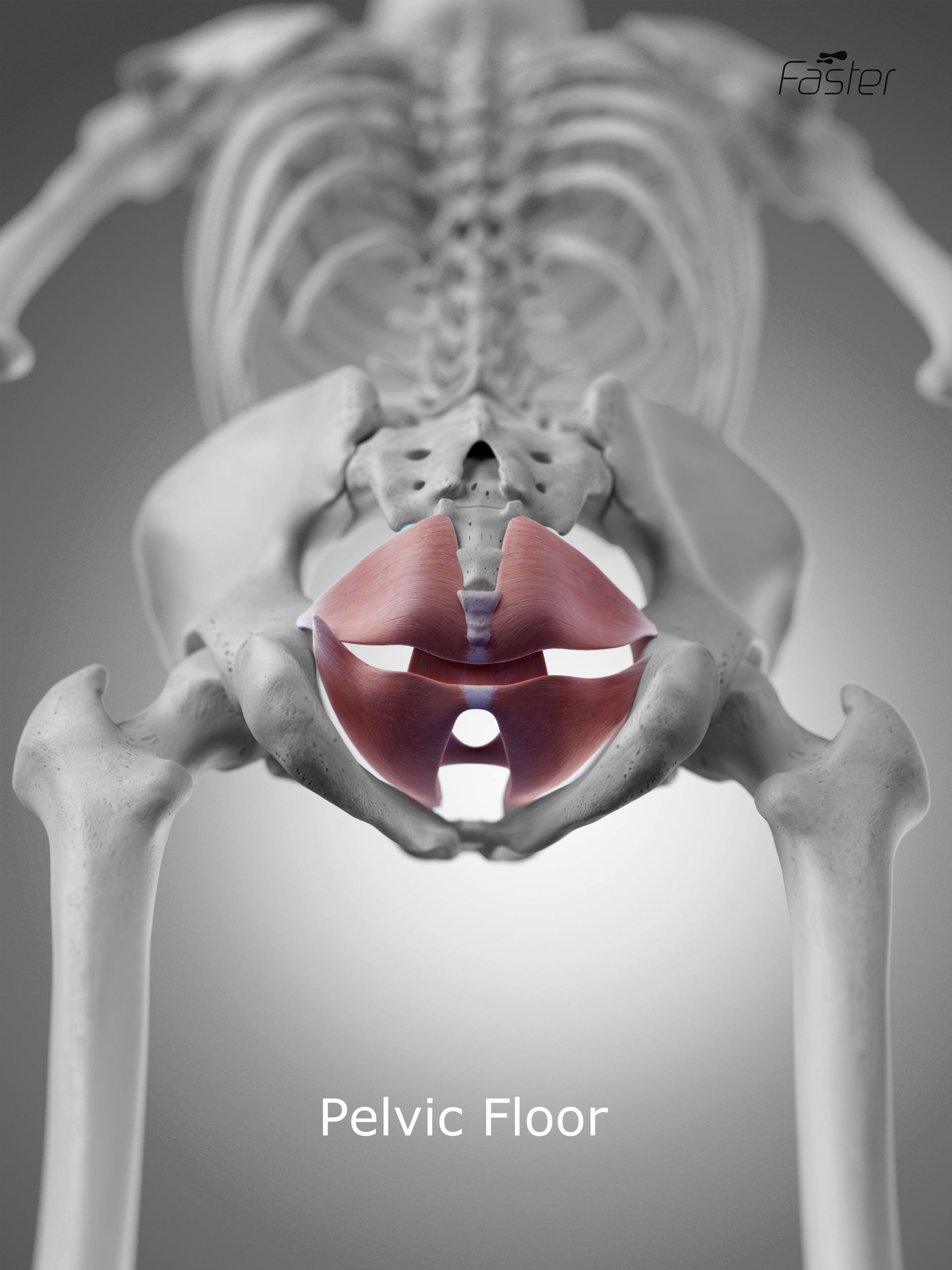 Breathing and the Pelvic Floor what the science tells us