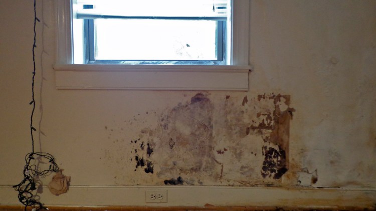 black mold Just GO