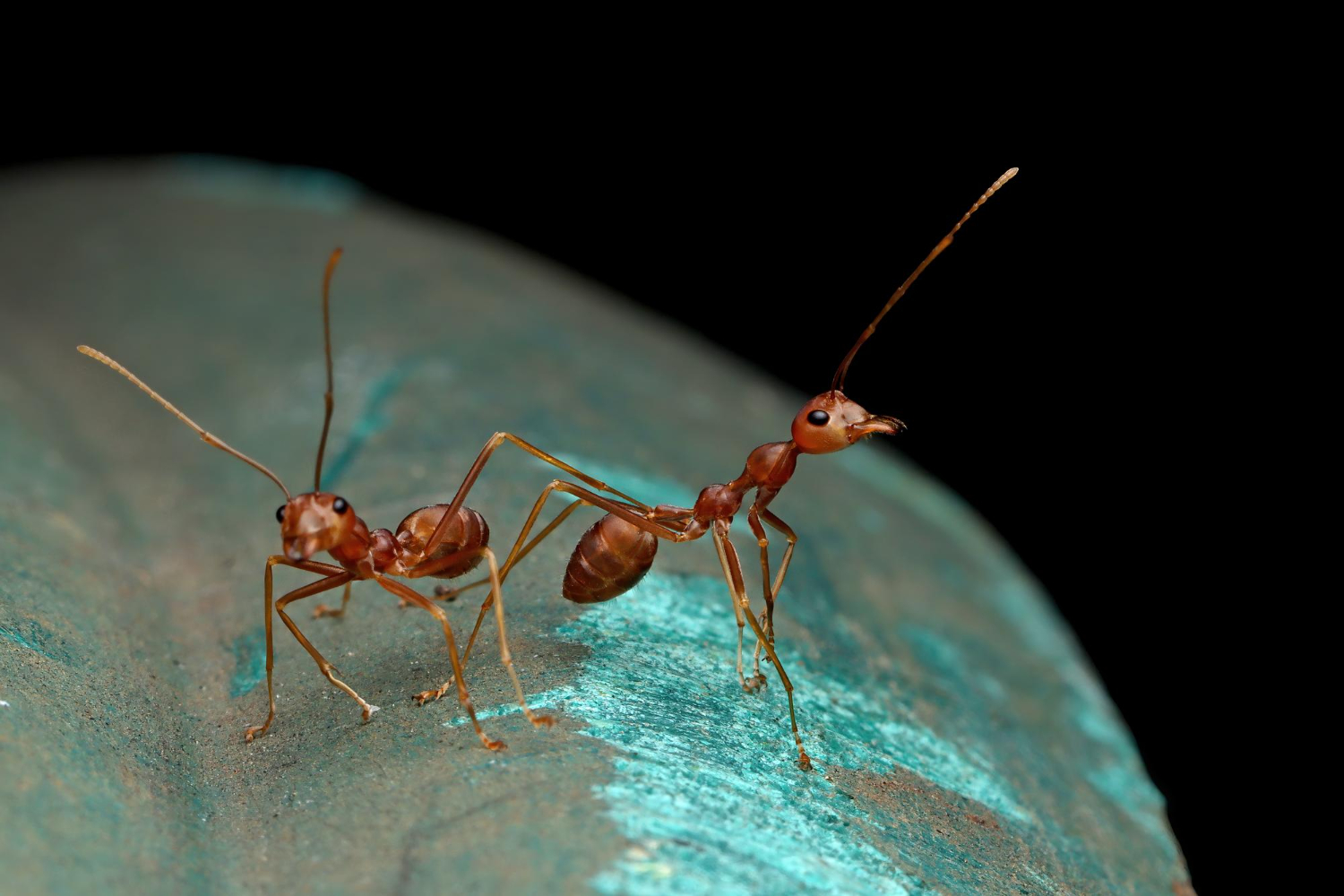 Does Baking Soda Kill Fire Ants?
