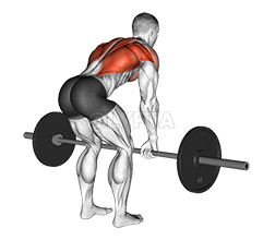 Bent Over Row - Video Guide | Lyfta