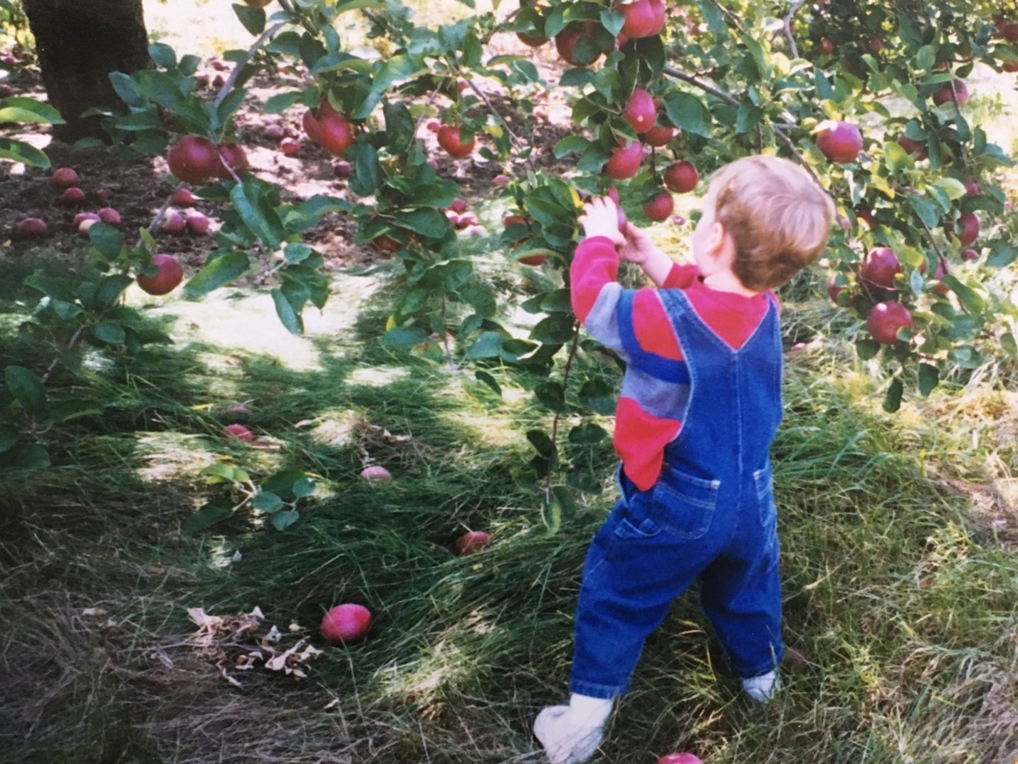 Apple Picking with Many Varieties in CT Lyman Orchards