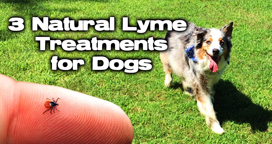 3 Natural Lyme Treatments for Dogs LymeKnowledge
