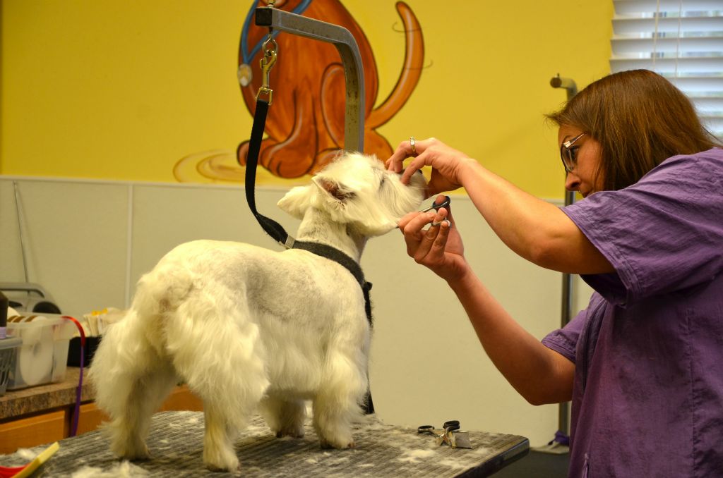 Gallery Lynaire Kennels