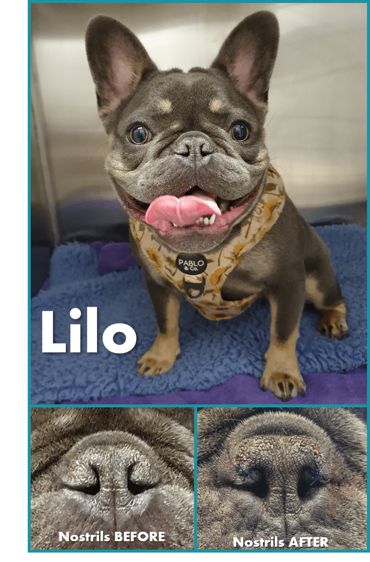 Brachycephalic Obstructive Airway Syndrome (BOAS) Lynbrook