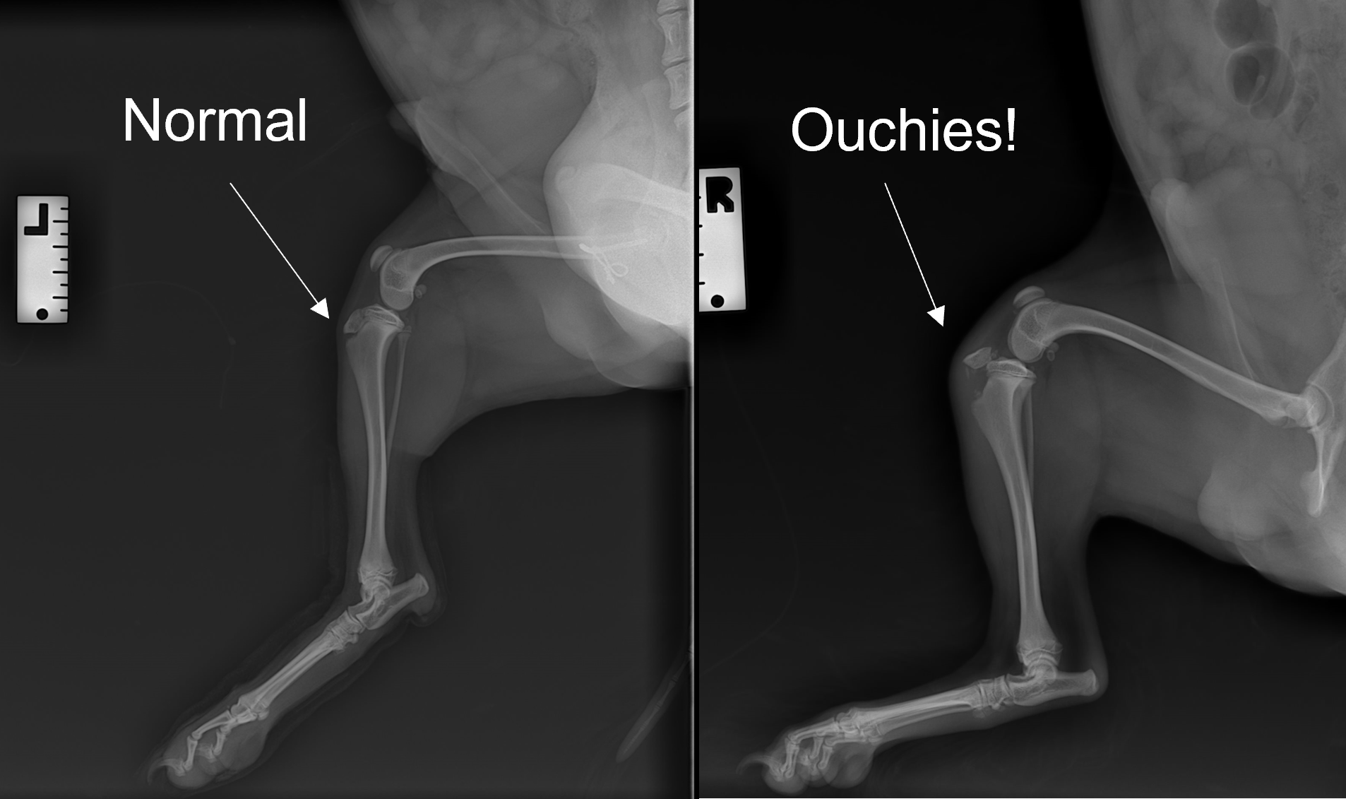 Tibial Tuberosity Avulsion Fracture in Puppies A Guide