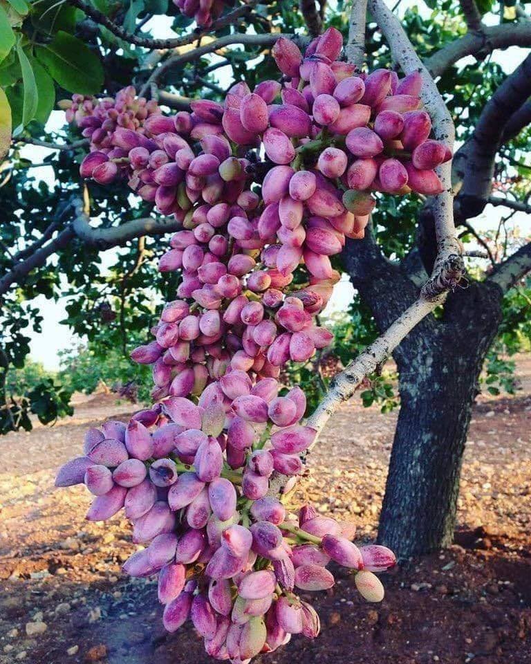 PISTACHIO TREE FROM SICILY, ITALY! Lynda Colucci